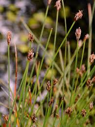Attēlu rezultāti vaicājumam “Eleocharis quinqueflora”