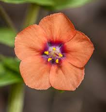 Image result for Anagallis arvensis