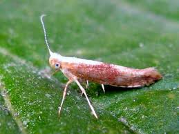 Attēlu rezultāti vaicājumam “Argyresthia albistria”