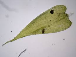 Attēlu rezultāti vaicājumam “Herzogiella seligeri”