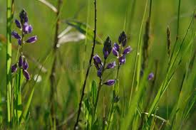 Attēlu rezultāti vaicājumam “Polygala amarella”