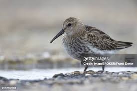 Attēlu rezultāti vaicājumam “Calidris maritima adult”