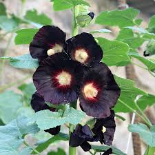 Image result for Alcea rosea nigra
