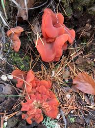 Attēlu rezultāti vaicājumam “Tremiscus helvelloides”