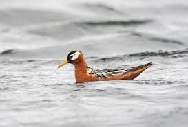 Attēlu rezultāti vaicājumam “Phalaropus fulicarius adult”