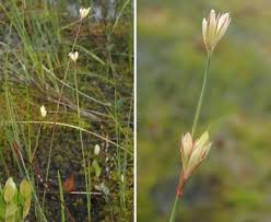 Attēlu rezultāti vaicājumam “Juncus stygius”