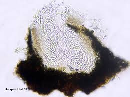 Attēlu rezultāti vaicājumam “Acrocordia gemmata”