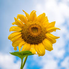 Image result for Helianthus annuus