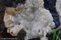 Attēlu rezultāti vaicājumam “Physisporinus vitreus”