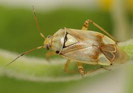 Attēlu rezultāti vaicājumam “Lygus pratensis imago”