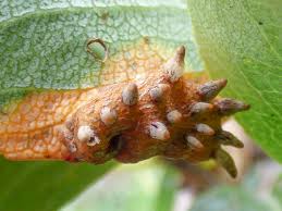 Attēlu rezultāti vaicājumam “Gymnosporangium sabinae”