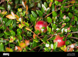Attēlu rezultāti vaicājumam “Oxycoccus palustris leaf”