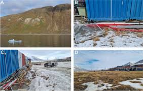 Attēlu rezultāti vaicājumam “Pemphigus borealis”