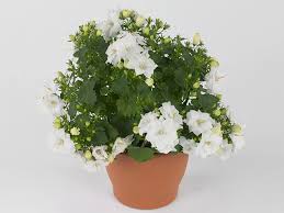 Image result for Campanula isophylla