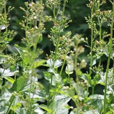 Attēlu rezultāti vaicājumam “Scrophularia nodosa leaf”