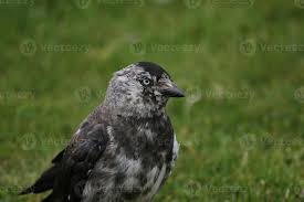 Attēlu rezultāti vaicājumam “Corvus monedula”