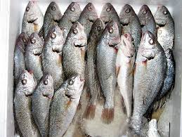 Image result for Umbrina cirrosa