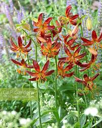 Image result for Lilium martagon `Arabian Night`