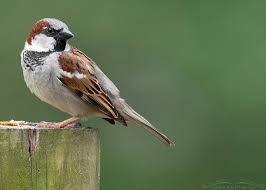 Image result for Passer domesticus