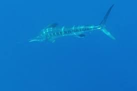 Image result for Kajikia albida