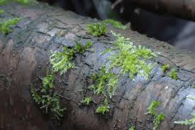 Attēlu rezultāti vaicājumam “Barbula unguiculata macro”