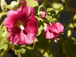 Attēlu rezultāti vaicājumam “Alcea rosea leaf”