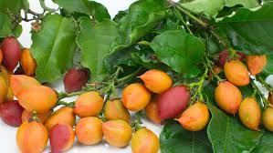 Attēlu rezultāti vaicājumam “Potentilla argentea fruit”