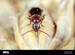 Attēlu rezultāti vaicājumam “Anthicidae”