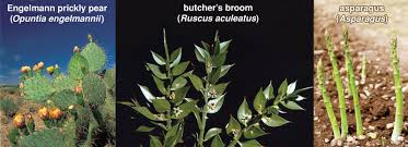 Attēlu rezultāti vaicājumam “Clastodermataceae”