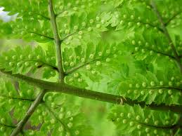 Attēlu rezultāti vaicājumam “Dryopteris”