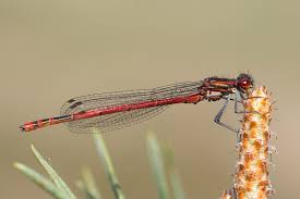 Attēlu rezultāti vaicājumam “Pyrrhosoma nymphula”