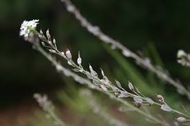 Attēlu rezultāti vaicājumam “Berteroa incana leaf”