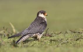 Image result for Falco amurensis