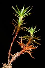 Attēlu rezultāti vaicājumam “Pogonatum urnigerum”