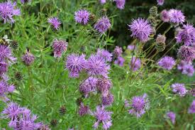 Image result for Centaurea scabiosa