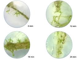 Attēlu rezultāti vaicājumam “Funaria hygrometrica”