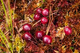 Attēlu rezultāti vaicājumam “Oxycoccus palustris fruit”