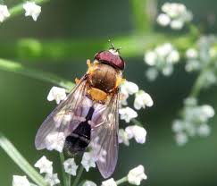 Attēlu rezultāti vaicājumam “Leucozona glaucia”