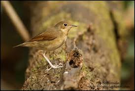 Image result for Luscinia sibilans