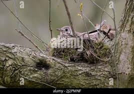 Attēlu rezultāti vaicājumam “Turdus viscivorus nest”