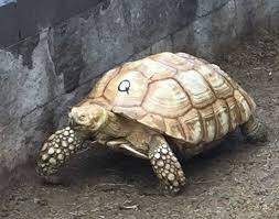 Attēlu rezultāti vaicājumam “Laurilia sulcata”