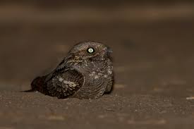 Attēlu rezultāti vaicājumam “Caprimulgus europaeus adult”