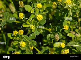Attēlu rezultāti vaicājumam “Medicago lupulina flower”