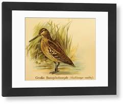 Image result for Gallinago media