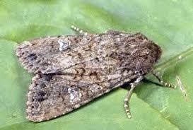 Attēlu rezultāti vaicājumam “Noctuidae”