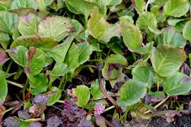 Attēlu rezultāti vaicājumam “Bergenia crassifolia”