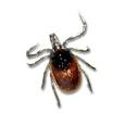 <b>Ixodes</b> scapularis