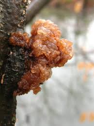 Attēlu rezultāti vaicājumam “Exidia recisa”