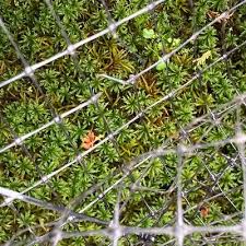 Attēlu rezultāti vaicājumam “Climacium dendroides sporophyte”