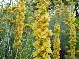 Image result for Verbascum nigrum